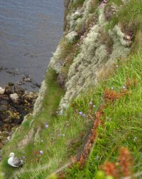 Clifftop flora